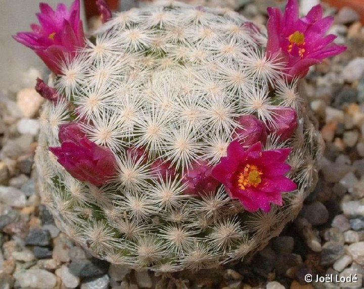 Mammillaria humboldtii ©JLcoll.2765